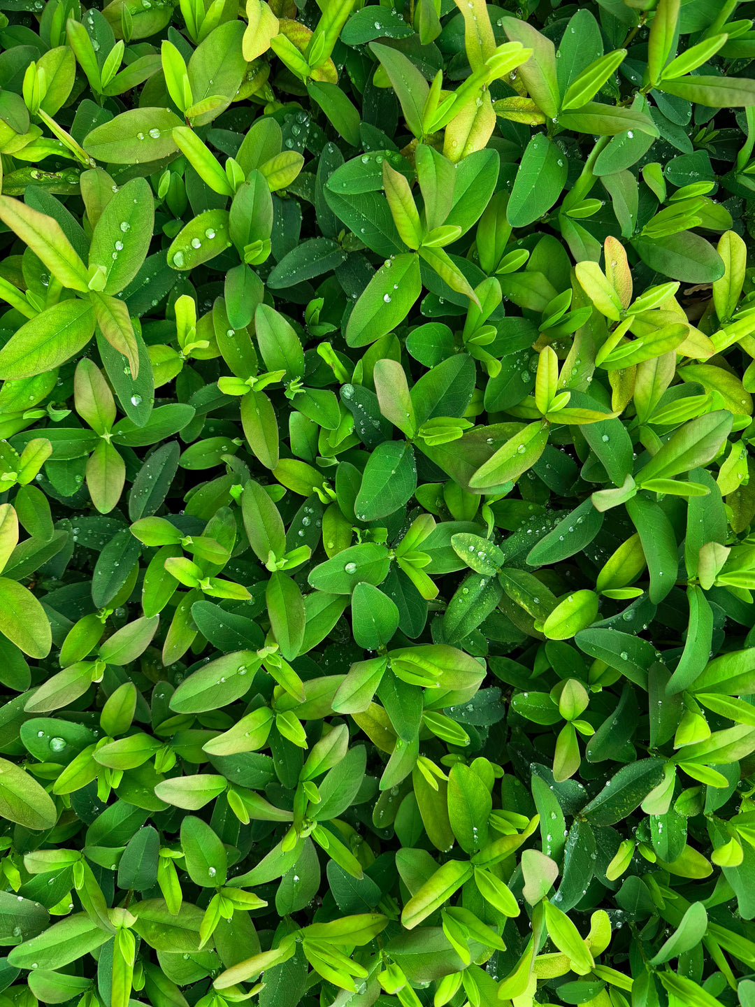 Weight Management Collection